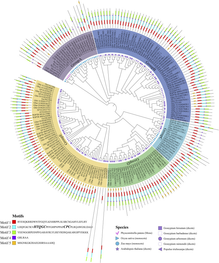 Genome-wide evolution and function analysis of ALOG gene family in cotton.