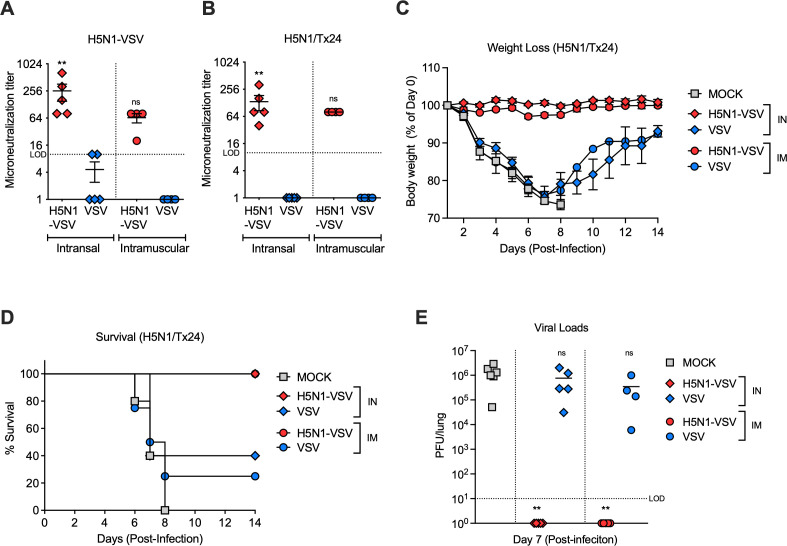 A versatile H5N1-VSV platform for safe influenza virus research applications.