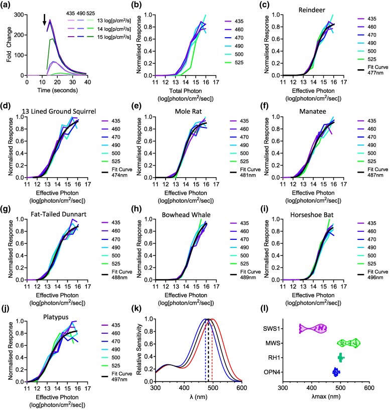 Spectral Tuning in Mammalian Melanopsins.