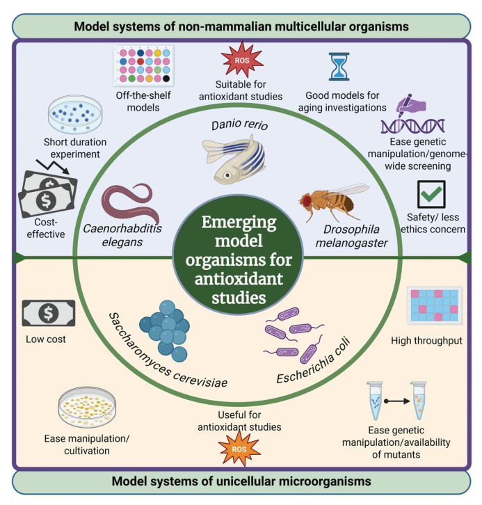 Emerging and Versatile Non-Mammalian Model Organisms for Studying the In Vivo Antioxidant Properties of Food-Derived Bioactive Compounds.