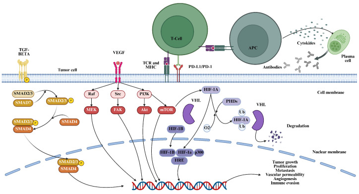 Decoding the Tumor Microenvironment: Insights and New Targets from Single-Cell Sequencing and Spatial Transcriptomics.