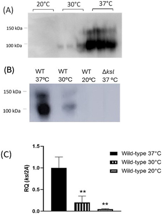 <i>Escherichia coli</i> Group 2 capsules and their interplay with bacteriophages.