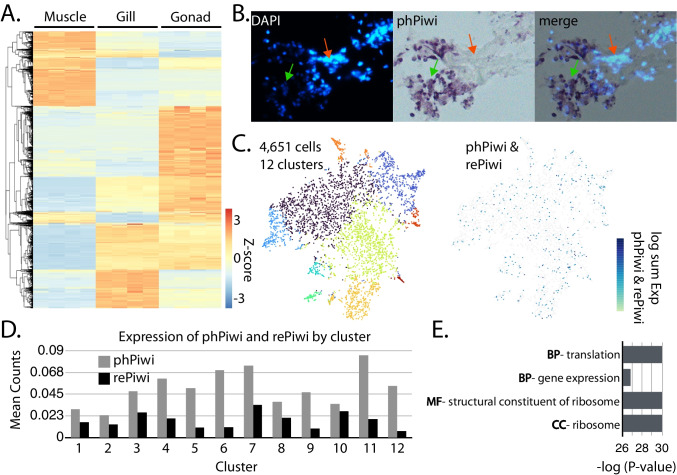 Implications of Endogenous Small Regulatory RNAs Survey in Mollusks on Gene Silencing Approaches