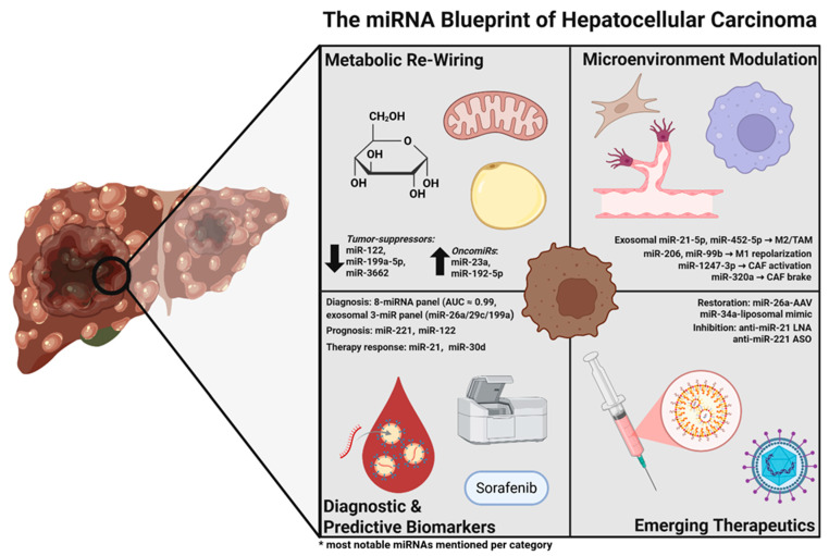 MicroRNA Landscape in Hepatocellular Carcinoma: Metabolic Re-Wiring, Predictive and Diagnostic Biomarkers, and Emerging Therapeutic Targets.