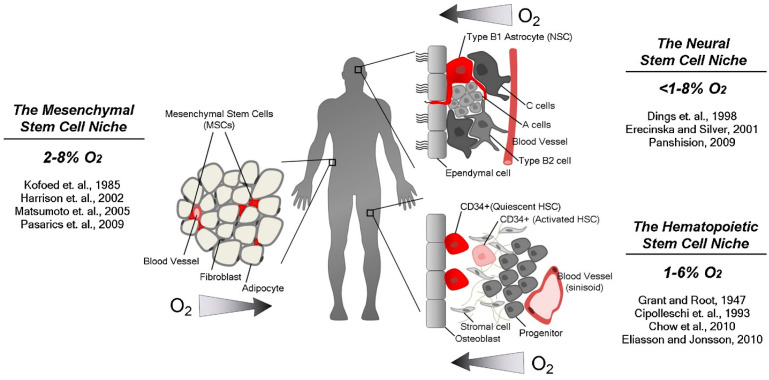 Hypoxia and Multilineage Communication in 3D Organoids for Human Disease Modeling.