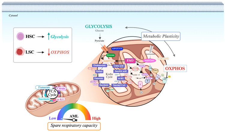 Metabolic Signature of <i>FLT3</i>-Mutated AML: Clinical and Therapeutic Implications.