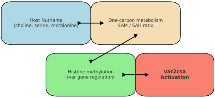 Evolutionary Trajectory of <i>Plasmodium falciparum</i>: From Autonomous Phototroph to Dedicated Parasite.