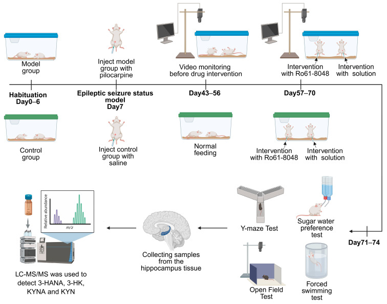 KMO Inhibition Improves Seizures and Depressive-like Behaviors Without Aggravating Cognitive Impairment in Epileptic Mice.