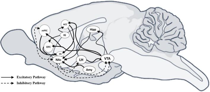 The role of motivation in eating disorders: understanding sex differences in the circuits.