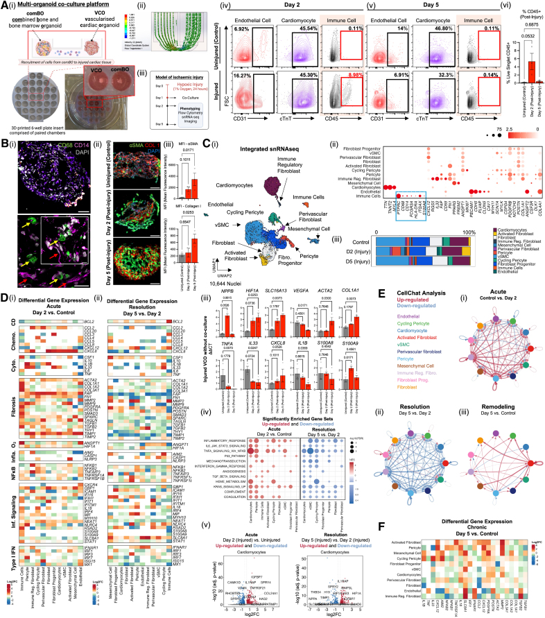 Human Multi-Organoid Platform to Model Immune Dynamics in Cardiac Injury and Disease.