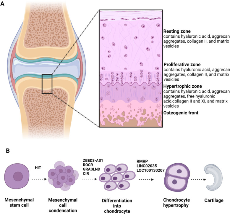 Role of long non-coding RNAs in cartilage development and osteoarthritis pathogenesis.