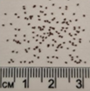Practical Guide to In Vitro Clonal Propagation of <i>Nicotiana benthamiana</i> Using Axillary Shoot Induction.