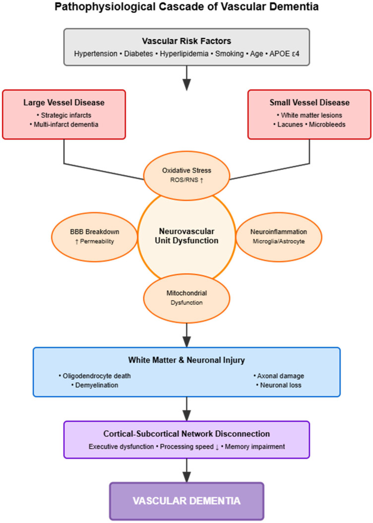 Vascular Dementia: From Pathophysiology to Therapeutic Frontiers.