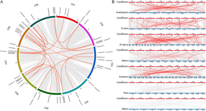 Identification of BoRR gene family in cauliflower: roles in curd development and salt tolerance.