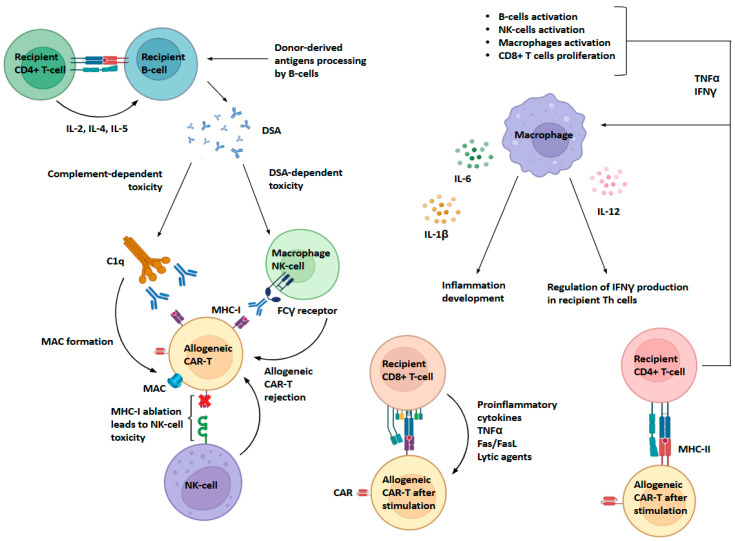 Allogeneic NKG2D CAR-T Cell Therapy: A Promising Approach for Treating Solid Tumors.