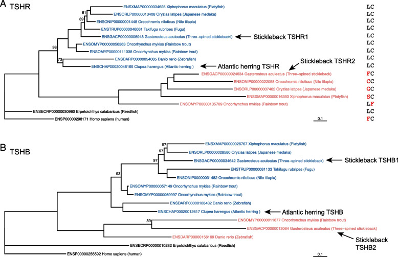 Functional mutations in the thyroid-stimulating hormone receptor in natural stickleback populations at sites identical to human disease-causing mutations.