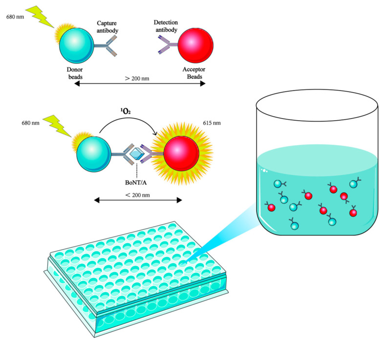 Research Progress on the Detection Methods of Botulinum Neurotoxin.