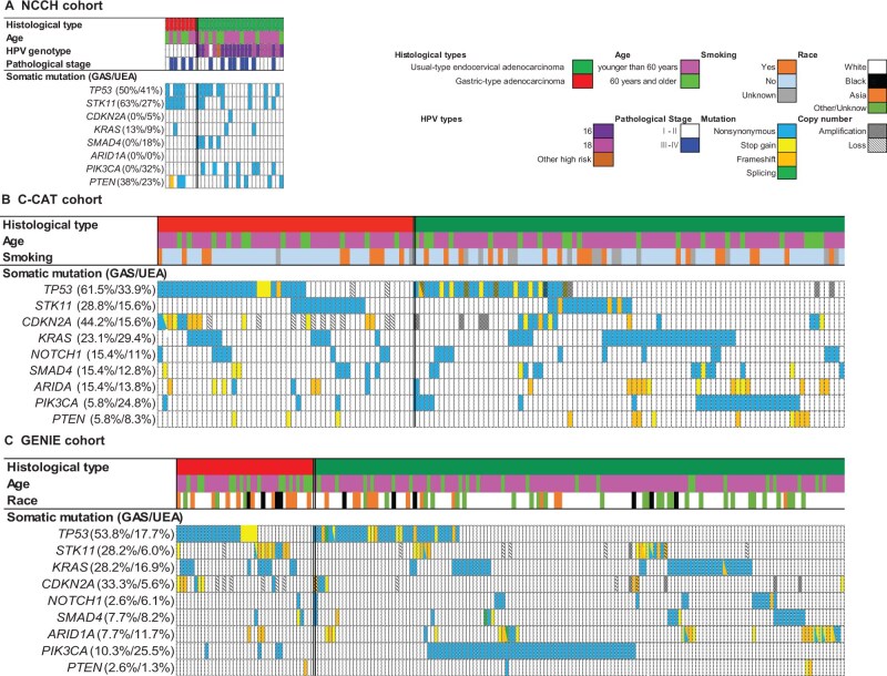 TP53 gene and pathway alterations in gastric-type adenocarcinoma of the cervix.