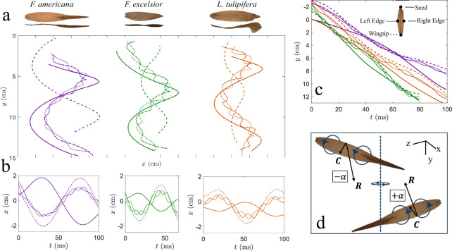 Precession dynamics and morphology of rolling samaras.