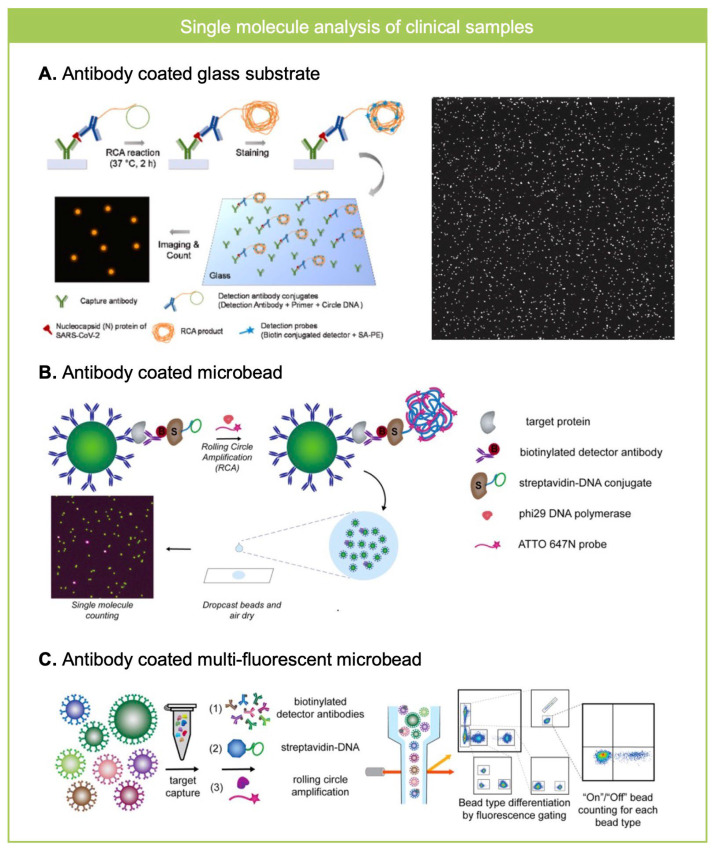 Rolling Circle Amplification as a Molecular Tool for Spatially Resolved Signal Amplification in Single Molecule Counting Assay.