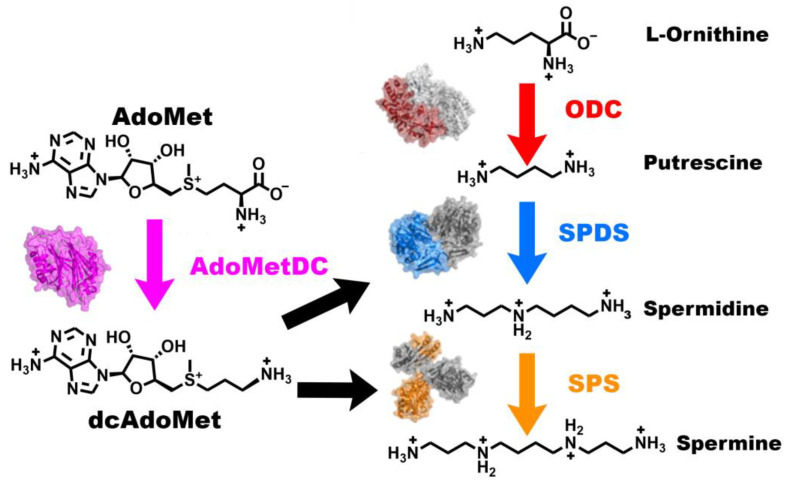 Multi-Temperature Crystallography of S-Adenosylmethionine Decarboxylase Observes Dynamic Loop Motions.