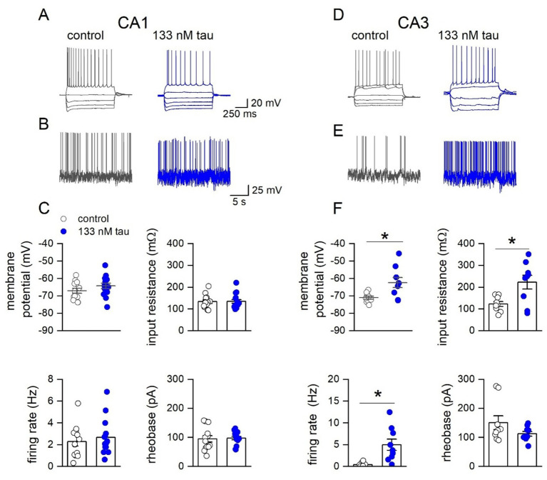 Incubation with tau aggregates increases hippocampal circuit excitability and enhances long-term depression in acute mouse hippocampal slices.