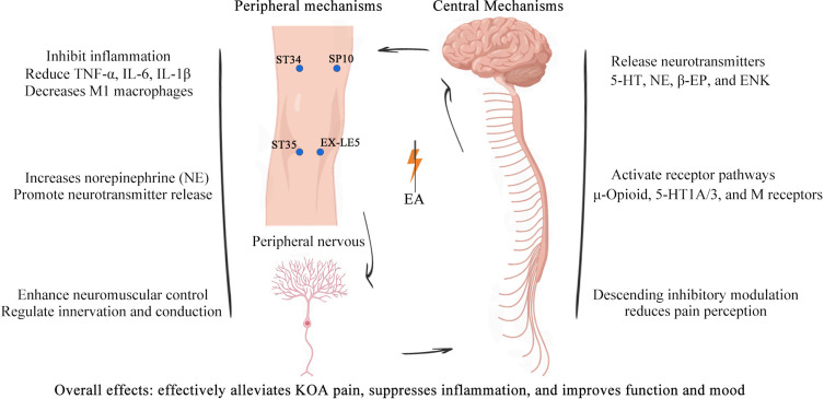 Advances in Electroacupuncture for Treatment of Knee Osteoarthritis: Mechanisms, Efficacy, and Future Directions.