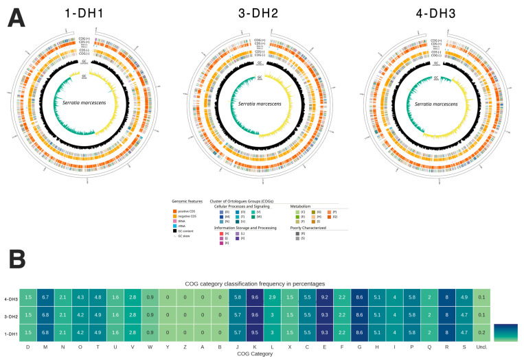 <i>Serratia marcescens</i> Isolates from Bovine Mastitic Milk: Antimicrobial Resistance and Virulence Features.