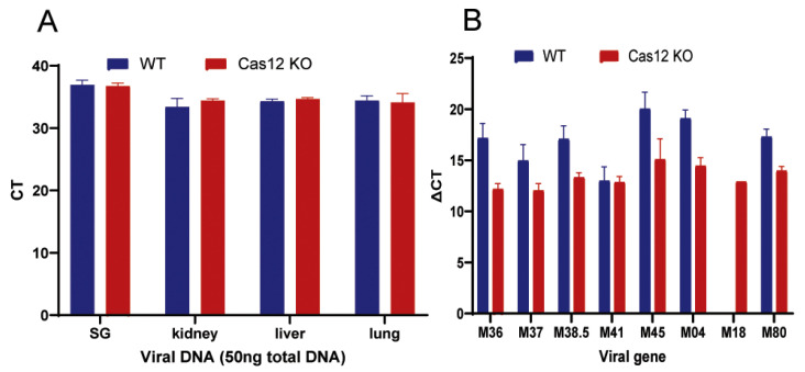 Depletion of Caspase-12 Alleviates Retinal Degeneration in Aged BALB/c Mice Following Systemic Neonatal Infection by Murine Cytomegalovirus (MCMV).