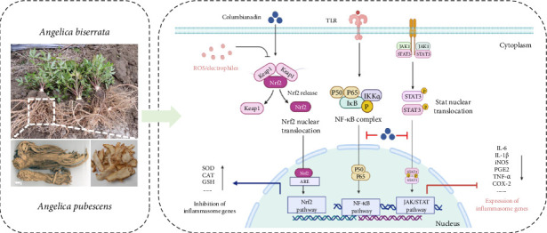 Pharmacological and Pharmacokinetic Insights Into Columbianadin: A Promising Natural Anti-Inflammatory Compound.