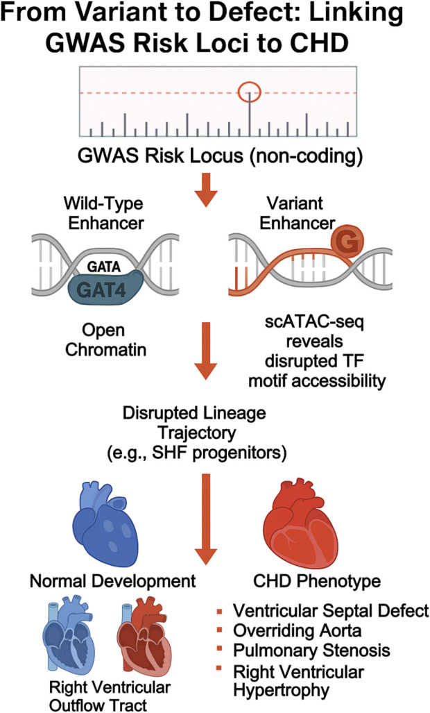 Decoding congenital heart disease: a multi-omic framework for cardiac lineage and regulatory dysfunction.