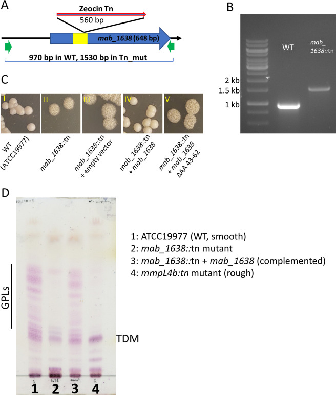 GplR1, an unusual TetR-like transcription factor in <i>Mycobacterium abscessus,</i> controls the production of cell wall glycopeptidolipids, colony morphology, and virulence.