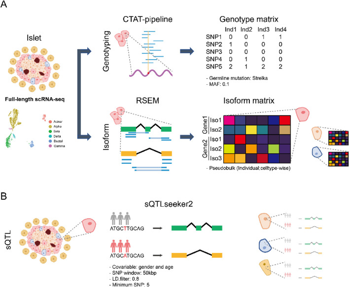 Single-cell splicing QTL analysis in pancreatic islets.