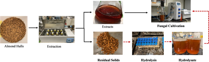 Enzymatic hydrolysis of almond hulls for cultivation of edible filamentous fungi.