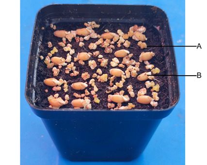 A Method to Inoculate Millet Grain-Colonized <i>Fusarium pseudograminearum</i> on Wheat to Obtain Reproducible Disease Symptoms.