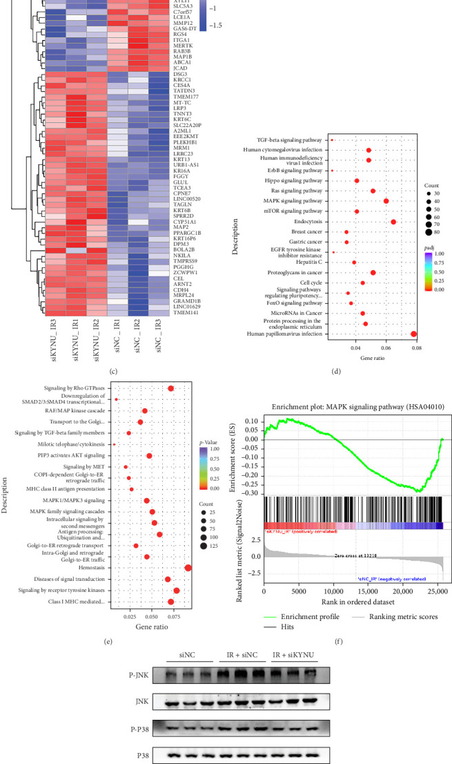 Targeting Kynureninase Attenuates Radiation-Induced Intestinal Injury via MAPK Signaling Suppression.