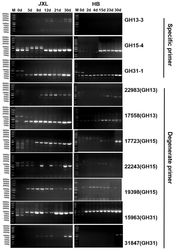 Spatiotemporal Profiling of Starch-Degrading Enzymes in Nong-Flavor Daqu: Molecular Markers for Quantitative Quality Evaluation.