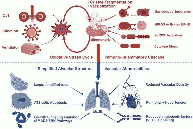 Mitochondria as the central regulator of cell death in bronchopulmonary dysplasia.