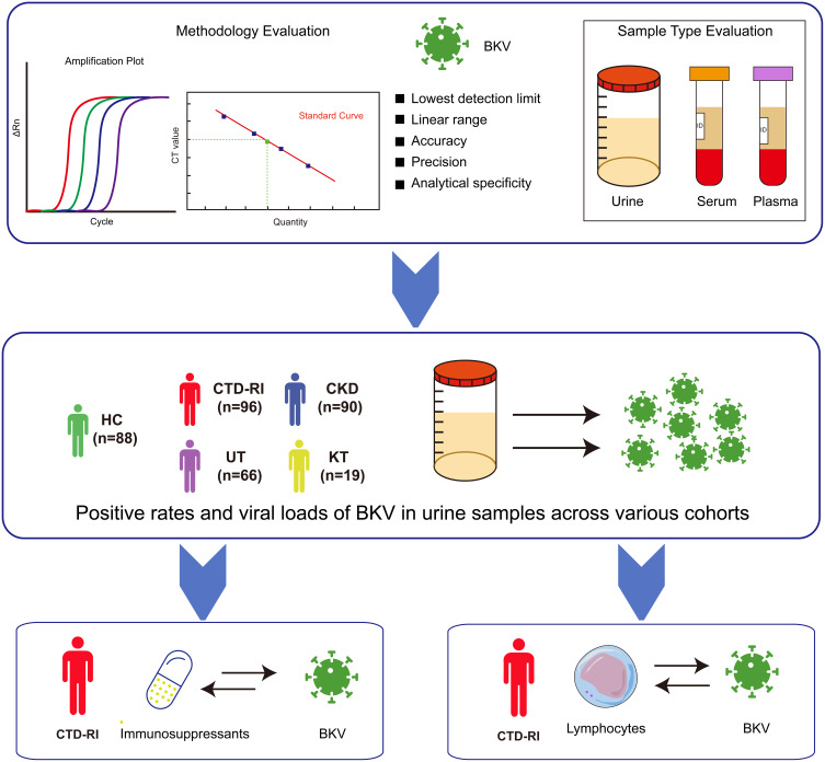 BK Polyomavirus Prevalence in Renal Diseases: Associations with Immunosuppressants and Lymphocyte Subsets.