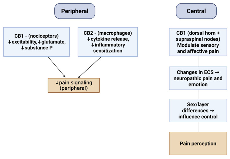 Cannabinoids in Chronic Pain: Clinical Outcomes, Adverse Effects and Legal Challenges.