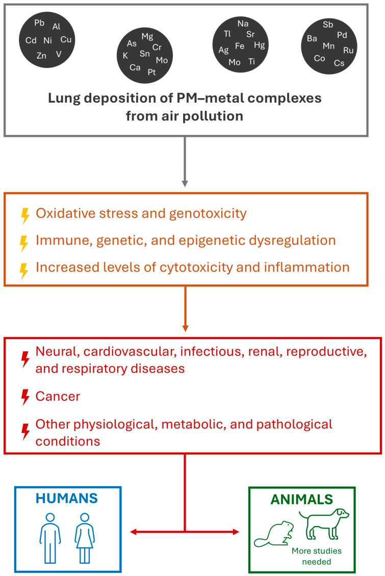 Lung Deposition of Particulate Matter as a Source of Metal Exposure: A Threat to Humans and Animals.