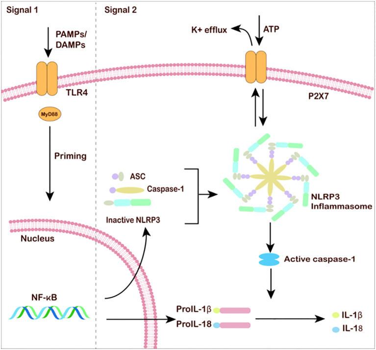 Gut microbiota dysbiosis induces neuroinflammation in major depressive disorders: mechanisms targeting the gut-brain axis.