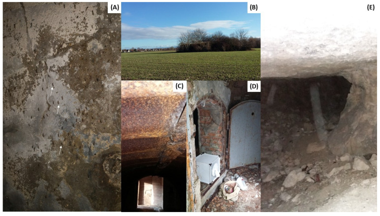 Absence of West Nile and Usutu Virus Persistence in Overwintering Mosquitoes in Northeastern France: Insights from Cold-Season Surveillance.