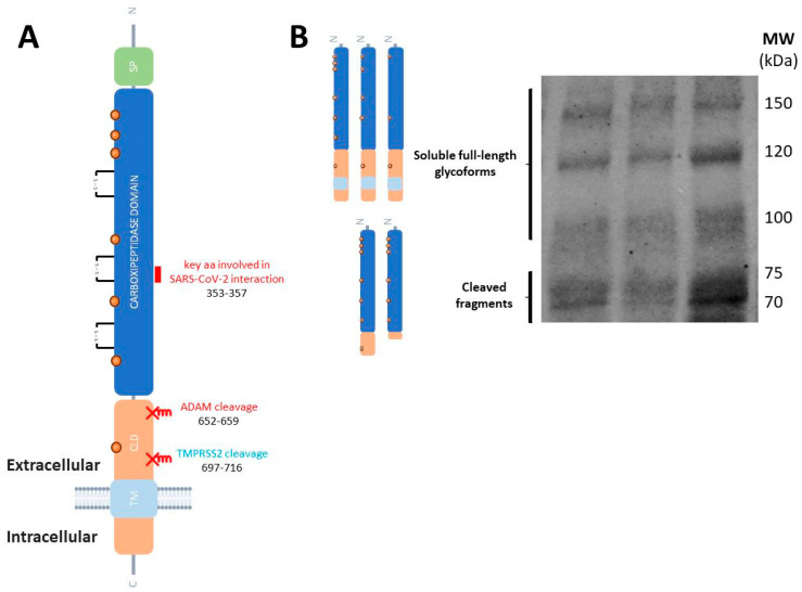 Risk for COVID-19 Vulnerability in Patients with Inflammatory Bowel Disease: Assessing Alterations in ACE2 and TMPRSS2.