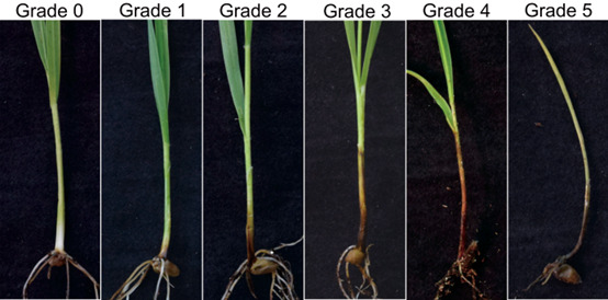 A Method to Inoculate Millet Grain-Colonized <i>Fusarium pseudograminearum</i> on Wheat to Obtain Reproducible Disease Symptoms.
