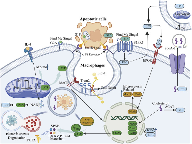Metabolic reprogramming in efferocytosis.
