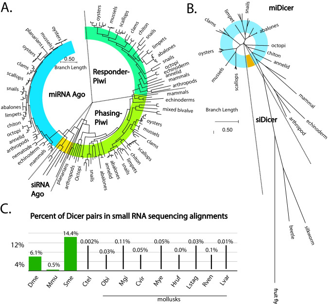 Implications of Endogenous Small Regulatory RNAs Survey in Mollusks on Gene Silencing Approaches