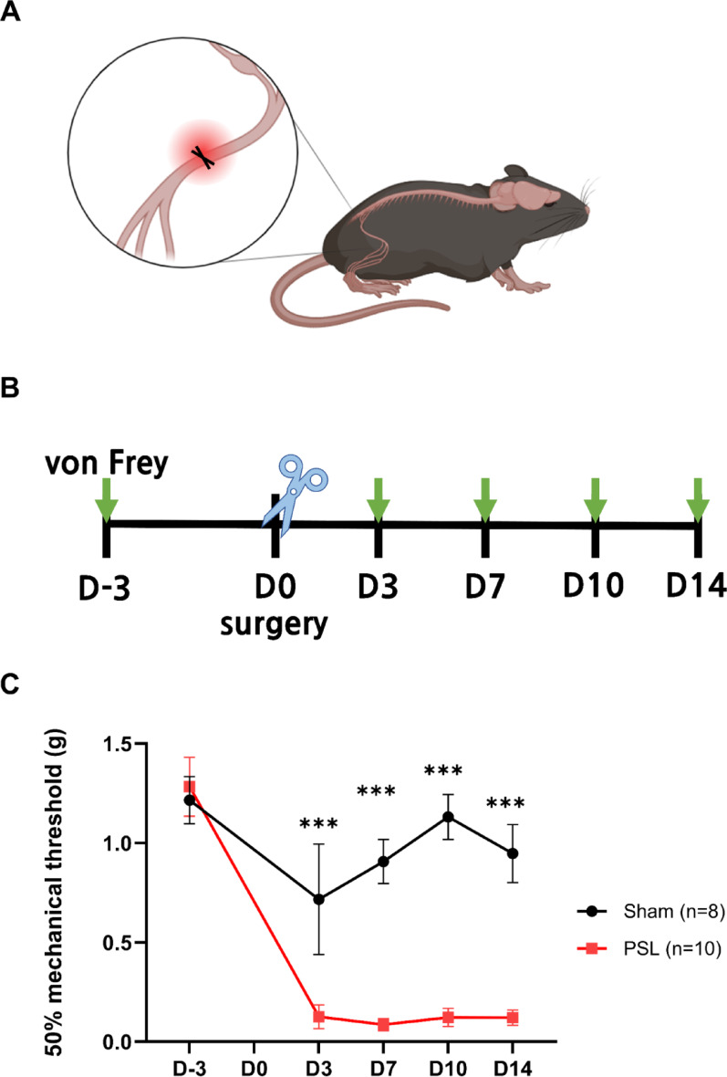 Analgesic effects of transcutaneous auricular vagus nerve stimulation on partial sciatic nerve ligation-induced neuropathic pain in mice via serotonergic pathways.