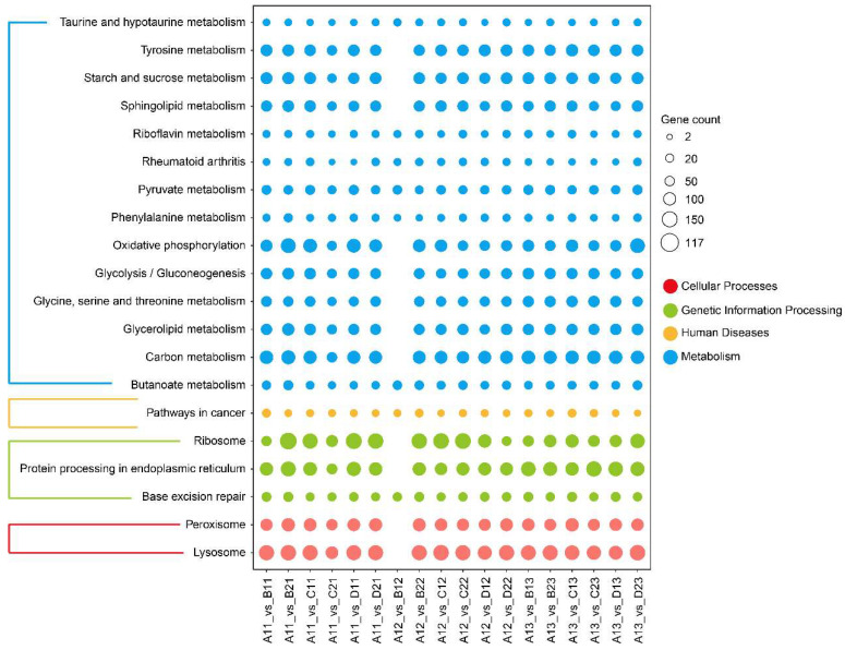 Transcriptome Analyses of <i>Procambarus clarkii</i> (Girard, 1852) Under Individual Exposures to CuSO<sub>4</sub>, Pendimethalin, and Glyphosate.
