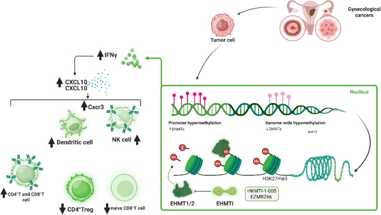 Epigenetic regulation in gynecological cancers: a paradigm shift in immunotherapy strategies.